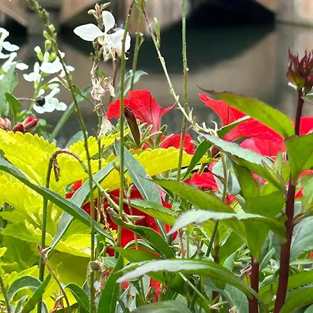 Les Hortensias Alloggio in famiglia Fortschwihr