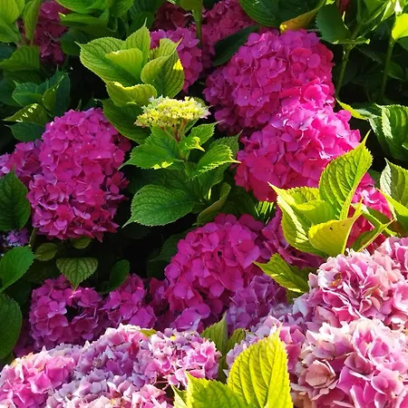 Les Hortensias Pansiyon Fortschwihr
