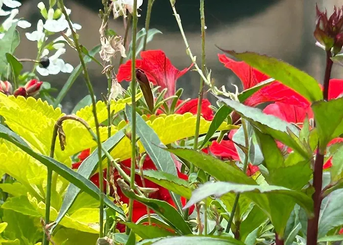 Les Hortensias Homestay Fortschwihr