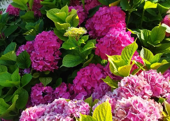 Les Hortensias Homestay Fortschwihr